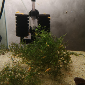 Bac repro Ancistrus et crevette yellow neon