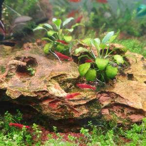 Dennerle scapers tank 50l