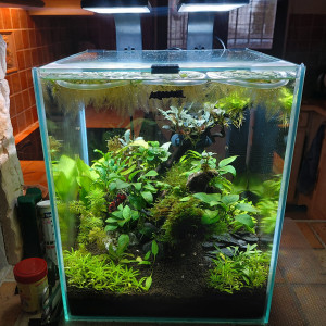 Betta 30