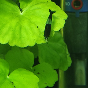 Publication de Mouich