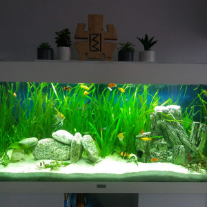 Publication de Poissonchacha