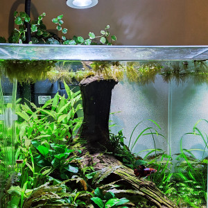 33l