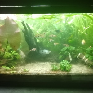 Publication de Aquagarden83