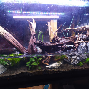Paludarium