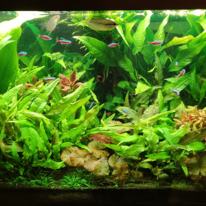Aquarium Salon