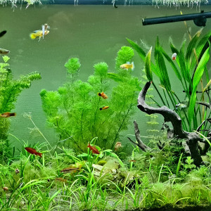 180l Communautaire