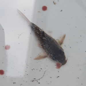 Publication de Stariron