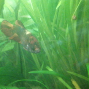 Publication de Aquagarden83