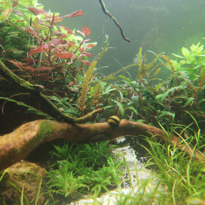 Publication de Wakame