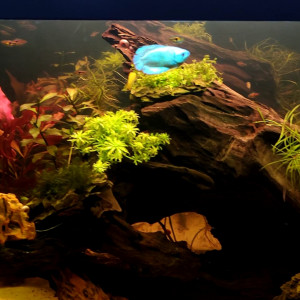 Publication de Mod91