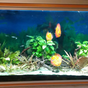 Amazonie 600 litres