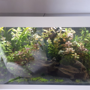 Aqua Alain87