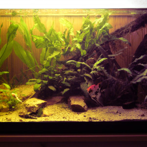 300L amazonien