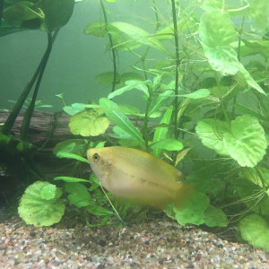 Aquarium asiatique