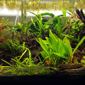 80l