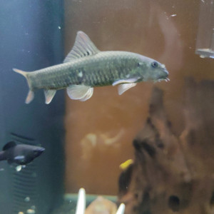 Garra rufa