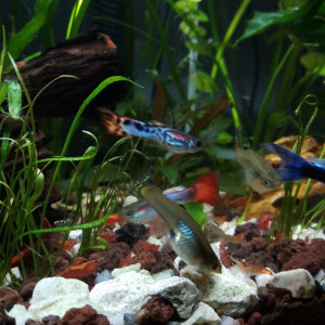 Publication de Man-fish