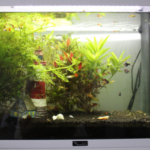 Aquarium de Louka