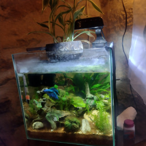 aquarium Killies étoilés