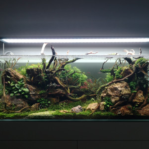 Publication de Wakame