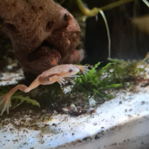 Publication de Manael