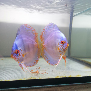 Publication de Discus42