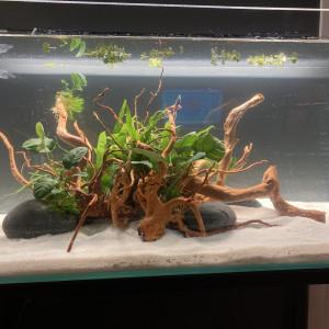 Aquarium 1