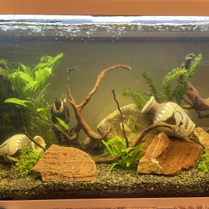 1er aquarium
