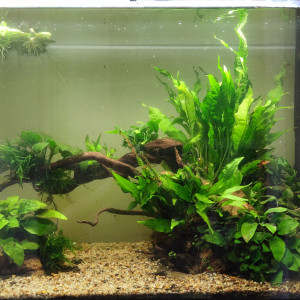 Tropical river