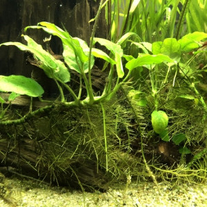 Publication de Sandsamanu