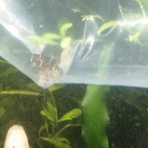 Publication de Aquagarden83