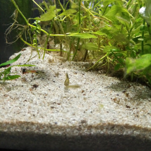 Guppy endler