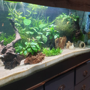 aqua78
