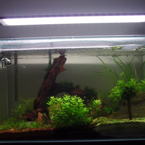 Publication de homer_dallor