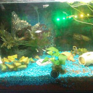 Publication de PATTOU8