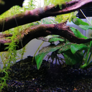 Publication de Louvic2