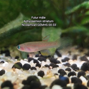 Publication de Killi26