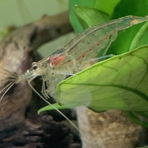 Publication de Pepitto7610