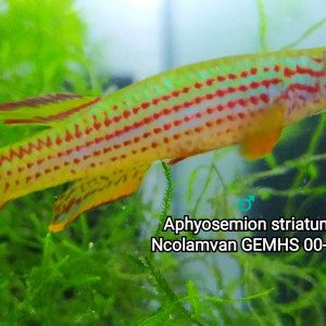 Publication de Killi26