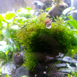 Publication de antonin