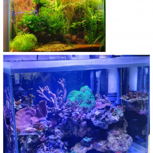 Aqua jungle