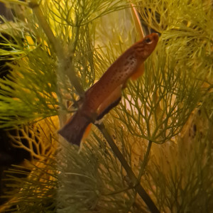 Publication de Cedou