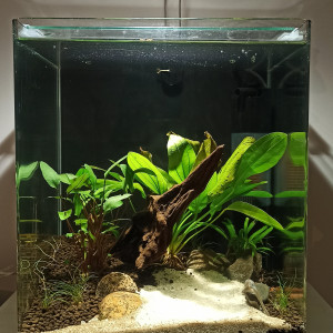 30L betta