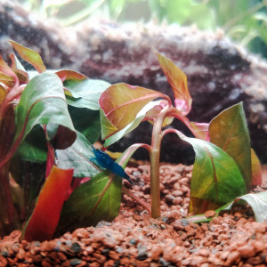 Aquarium Salon