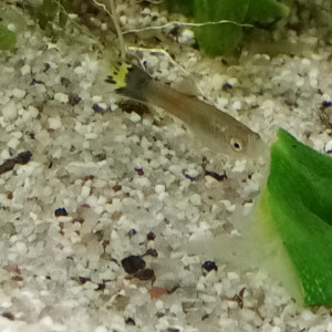 Alevin guppy