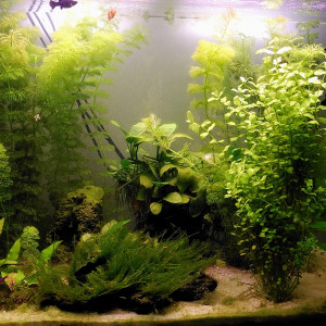 Bac plante