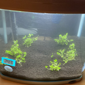 Aqua 40 Silver Superfish