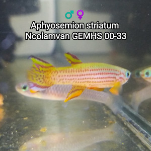 343 Minimum 01 Alevin Aphyosemion striatum Ncolamvan GEMHS 00-33