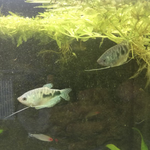 300 litres