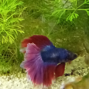 Betta splendens